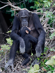 Chimpanzee (Pan troglodytes)