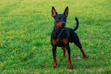 Dog breed Miniature Pinscher