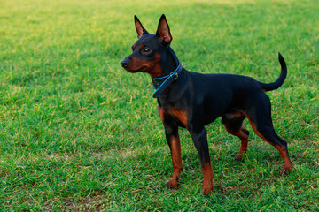 Dog breed Miniature Pinscher