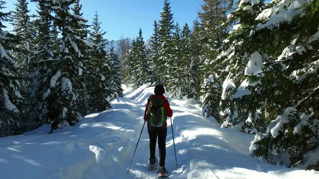 video 4k - escursione con le ciaspole nel bosco