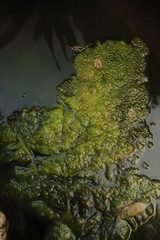 Moss texture on water.