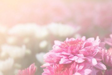 Fototapeta premium Pink flowers are blooming for the background