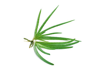 Aloe Vera On White Background.