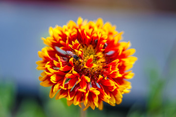 Sunflower with Honey Bee