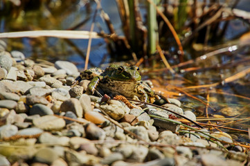 The frog crawled to the shore of the pond and idly looks ahead. Close-up. Frog in natural habitat.
