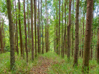 Fototapeta na wymiar Eucalyptus plantation in Brazil