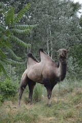 camel in the desert