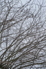 In the forest trees without leaves.