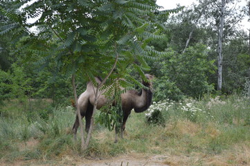 red deer in the forest