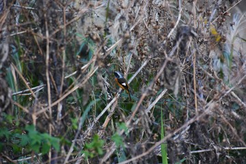 Daurian redstart Male (Phoenicurus auroreus)