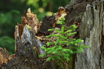Little fir tree growing in old dead trunk of another tree