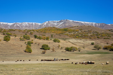 Obraz premium Sheep in the mountains