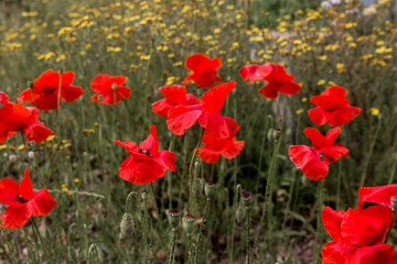 Les Coquelicots. Vivement l'été...