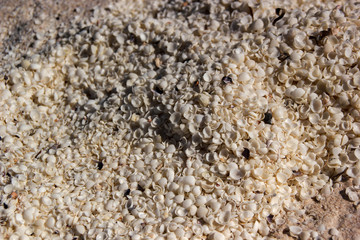 Shell Beach Australia