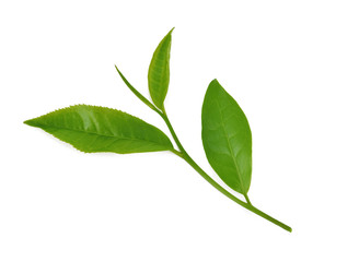 green tea leaf isolated on white background