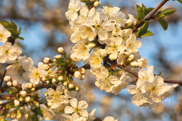 Cherry blossom, spring outdoor background