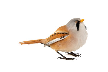 Bearded Reedling or Beraded tit, panurus biarmicus, male. Isolated on white background © Tatiana