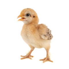 Fototapeta premium A small chick of bantam silkie isolated on a white background. 7 days old