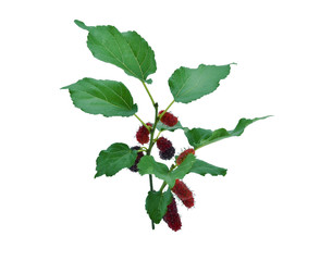 Mulberry with leaf isolated on white