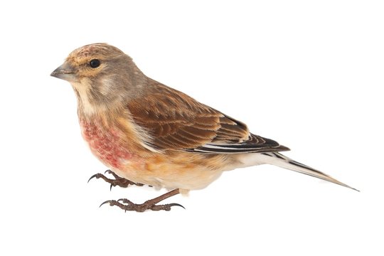 Common linnet, Carduelis cannabina, isolated on white background. Male.