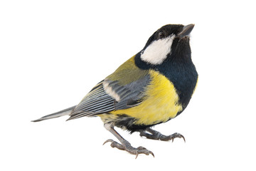 Male great tit, Parus major, isolated on white background © Tatiana