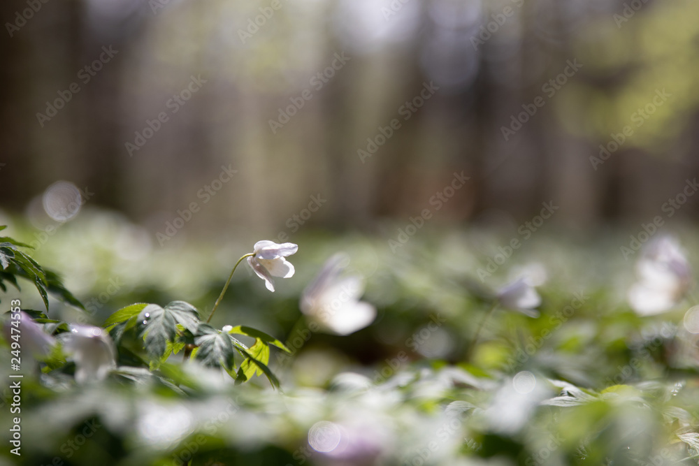 Wall mural Anemone nemorosa in a Pålsjö forest in Helsingborg, Sweden early morning with dew and water on the flowers.