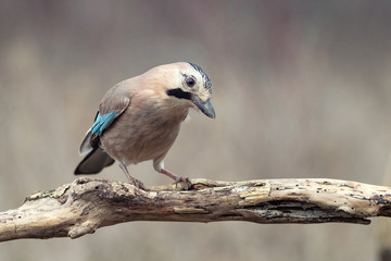 Eurasian jay, Garrulus glandarius, sits on a dry branch. Side view