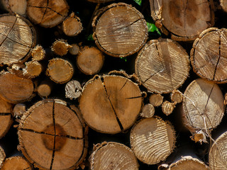 Eucalyptus fire wood trunk piled up texture - pattern