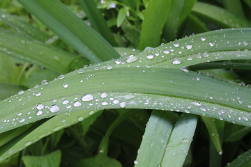 dew drops on leaves