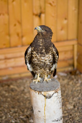 falcon