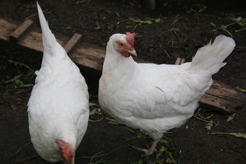 chicken