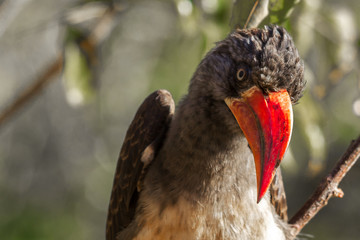 close up of crowned hornbill