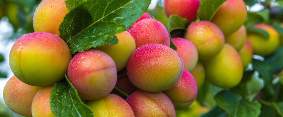 Ripe juicy alych berries on a tree branch at the time of harvesting, the concept of autumn harvesting, gardening, in the countryside with a copy of the space