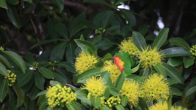 rainbow lorikeet and the flowers of the golden penda tree (Xanthostemon chrysanthus)&nbsp;