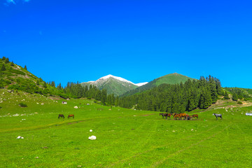 Karakol Gorge Kyrgyzstan 02