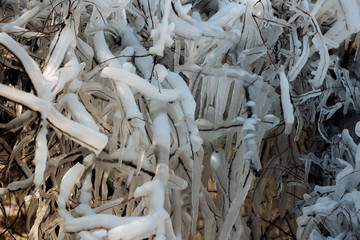 Frozen ice tree in the winter. The parts of the tree are frozen.