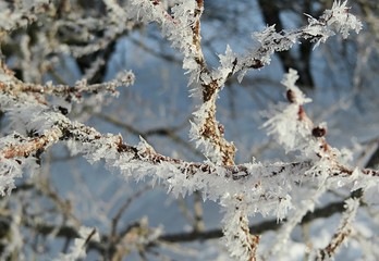 Tree branches covered with hoarfrost in winter season, closeup