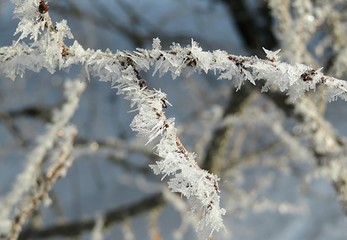 Tree branches covered with snow and frost