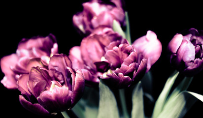 Obraz premium Tulips