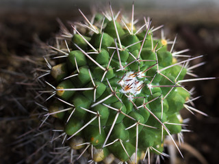 close up of green cactus with white spikes