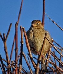 Sparrow