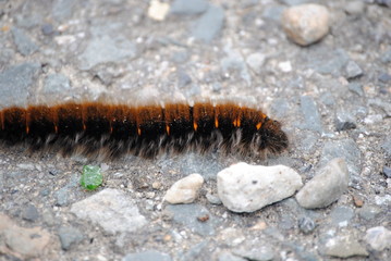 Chenille processionnaire