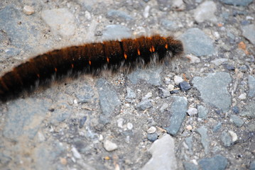 Chenille processionnaire