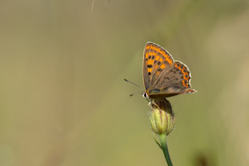 Lycaenidae / İsli Bakır / / Lycaena tityrus