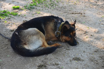 shepherd dog looks into the distance near the booth