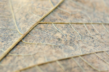 Dry leaf pattern with blurred pattern background