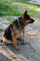 shepherd dog looks into the distance near the booth