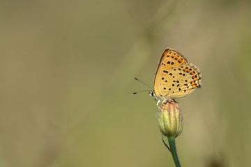 Lycaenidae / İsli Bakır / / Lycaena tityrus