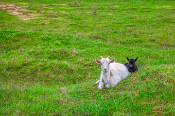 Obraz na płótnie Canvas white goat and black lamb on the green grass