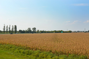 Field of corn near the road